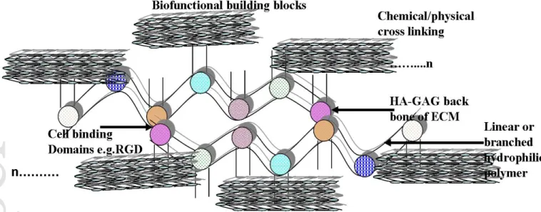 Figure 4. Schematic plan showing hyaluronan-GAG-core protein cross-linking strategy to  design hydrogel based artificial skin-ECM Analogue