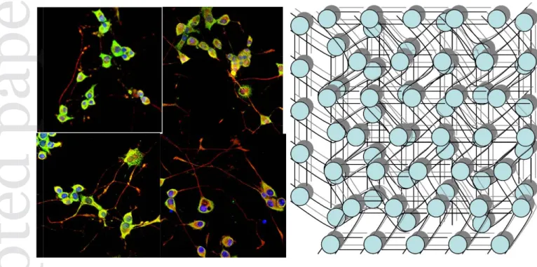 Figure 6. Image showing immunostained cells growing (left panel) fine network of hydrogel  mesh (right panel) housing granulated collagen, growth, network of keratinocyte and  chondroitin 6-sulphate as viable skin for wound repair (Authors personal work)