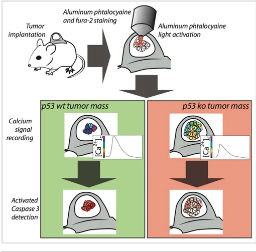 Figure 1. Imaging of calcium signaling and apoptosis into tumor mass. Tumors grown within the skinfold chamber are loaded with aluminum phtalocyanine and the Ca 2C indicator Fura-2
