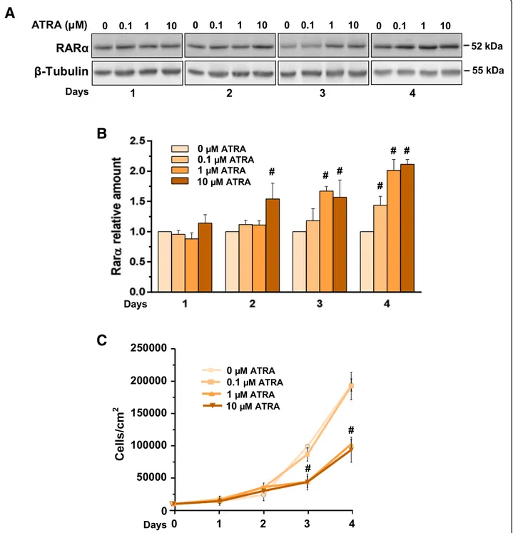 Fig. 3 Responsiveness of MCF10DCIS cells to ATRA under normoxia. a Representative Western blot analysis with the indicated antibodies of lysates from MCF10DCIS cells grown in the presence of ATRA with indicated concentrations for the indicated times under 