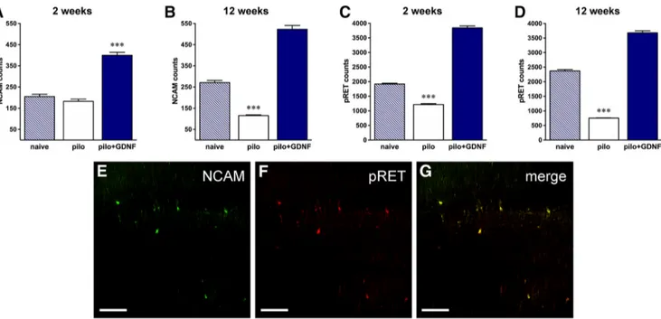 Figure 12. GDNF receptor engagement. A, B, Immunohistochemical quantification of NCAM expression after 2 (A) or 12 (B) weeks of GDNF treatment