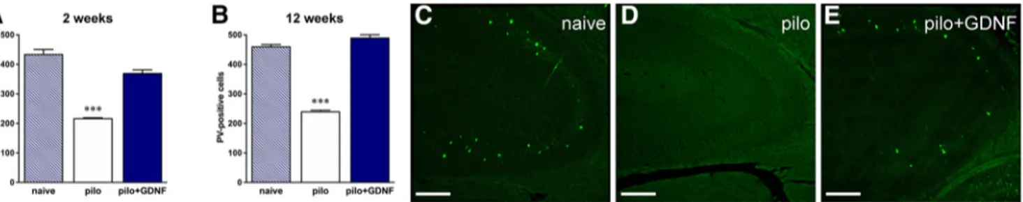 Figure 9. A, B, GDNF reverts pilocarpine (pilo)-induced degeneration of hippocampal parvalbumin (PV)-positive cells after both 2 weeks (A) and 12 weeks (B) of treatment