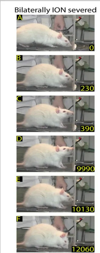 FIGURE 4 | Example of rat behavior after bilateral ION severing: