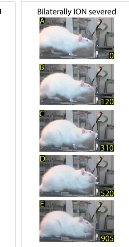 FIGURE 6 | Example of restored reaching-grasping and retracting movements in bilaterally ION-severed rat: video-recording from Rat 2 12 days after surgery