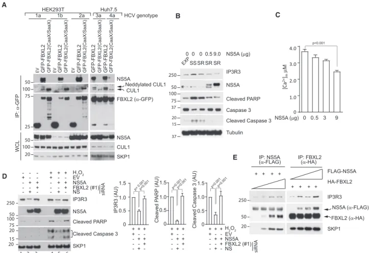 Figure 1. NS5A Promotes IP3R3-FBXL2 Interaction and IP3R3 Degradation and Inhibits Ca 2+ Flux