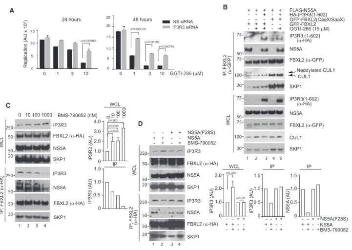 Figure 4. GGTI-286 and BMS-790052 Inhibit NS5A Binding to FBXL2 and HCV Replication