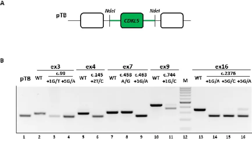 Figure  3.  Splicing  pattern  analysis  of  CDKL5  variants.  (A)  Schematic  representation  of  a  CDKL5  minigene cloned into the pTB vector