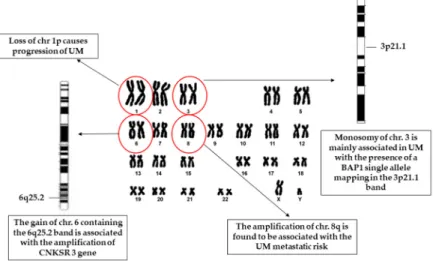 Figure 1. Schematic representation of the human karyotype showing the main chromosome 