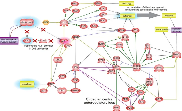 Fig. 5. Interactome pathway linking ColVI and circadian rhythms. This model is based on the literature data analyzed by Pathway Studio, and shows the connections between autophagy and circadian pathways
