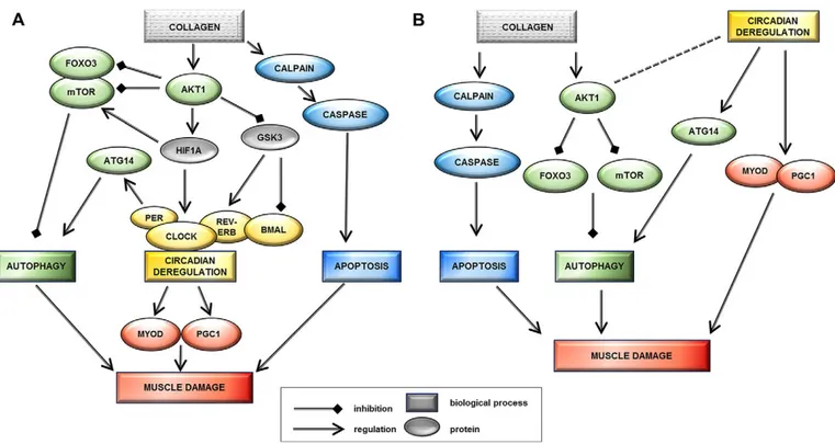 Fig. 6. Proposed models that potentially link collagen VI myopathy and circadian genes
