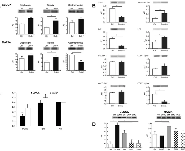 Fig. 3. Transcription of circadian genes and expression analysis on mice and human muscles