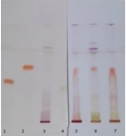 Figure 9. HPTLC elution of the extracts next to catechin, epigallocatechin and epigallocatechin gallate 