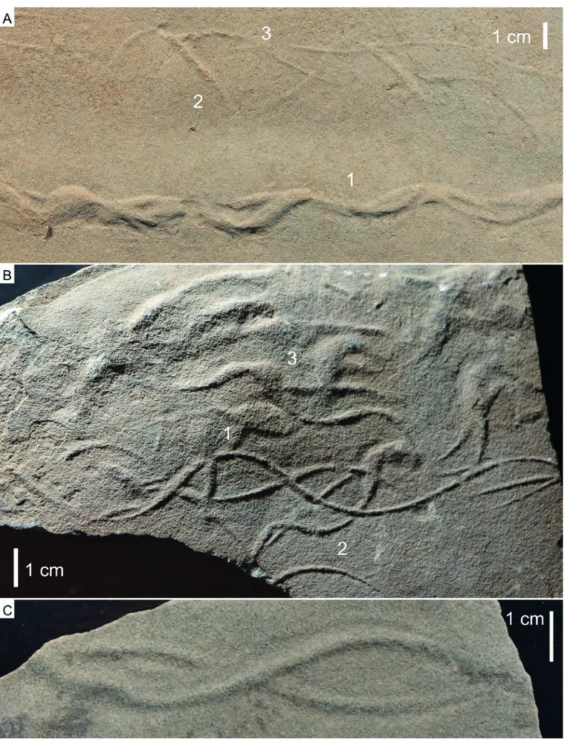 Fig.  8.  Undichna, Abrahamskraal Formation, Guadalupian, South Africa. A. Undichna quina, GRAN 1, convex hypore- hypore-lief; 1 – in-phase, deeply impressed, sinusoidal traces; 2 – out-of-phase trace with large amplitude; 3 – in-phase, shallow,  sinusoida