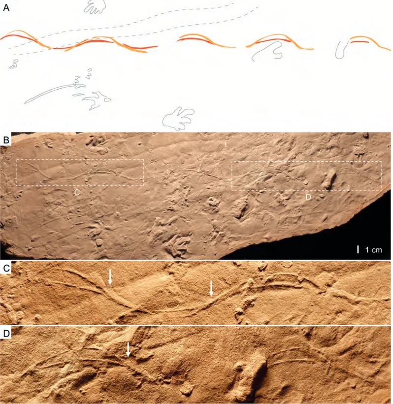 Fig.  5.  Undichna cf. quina . UR-NS 34/105, Val Gardena Sandstone Formation, Lopingian, Italy