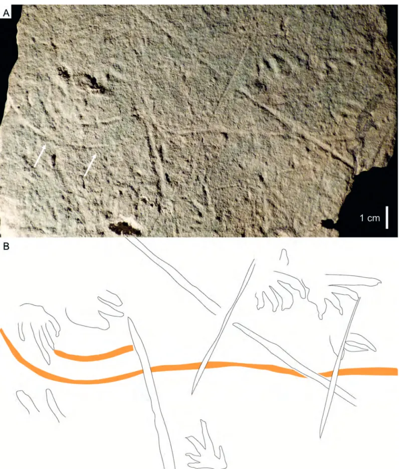 Fig.  6.  Undichna bina . MGP-PD 26594, Val Gardena Sandstone Formation, Lopingian, Italy