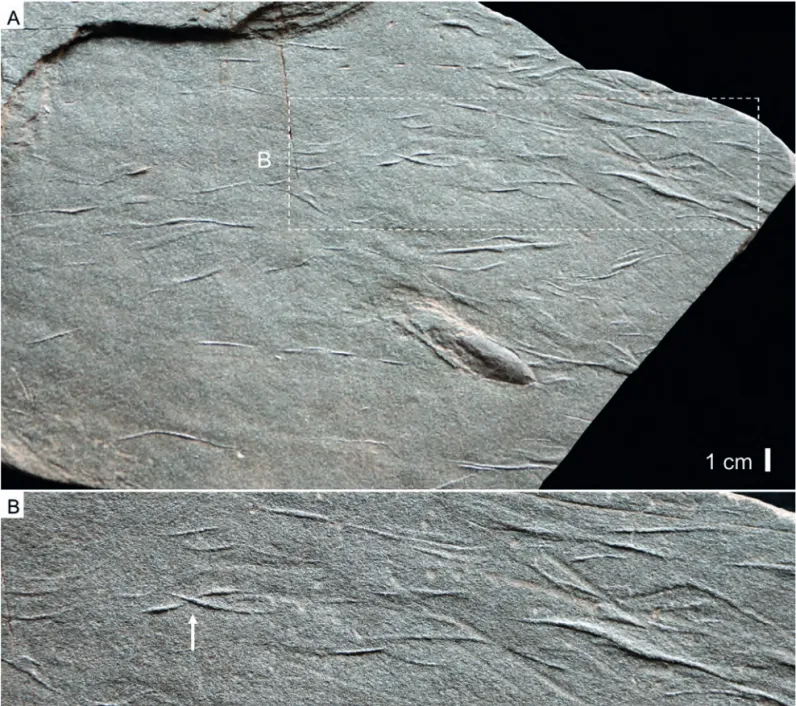 Fig.  7.  Undichna cf. britannica.  UPTF-CAM 1, Werfen Formation, Campil member, Lower Triassic, Italy