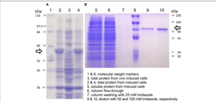 FIGURE 6 | Expression of rice P5C dehydrogenase in E. coli and affinity purification. A truncated version of rice P5C dehydrogenase lacking the predicted mitochondrial transit peptide (Supplementary Figure 1) was expressed in E