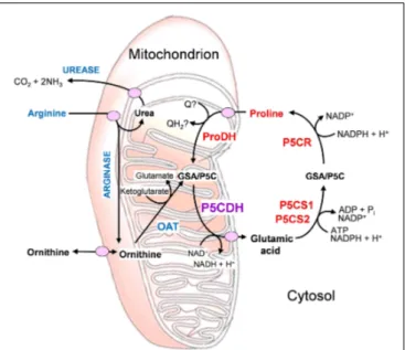 FIGURE 1 | Inter-related metabolic pathways for arginine and proline catabolism. The two amino acids are transported into the mitochondrion, where their catabolic routes converge to P5C formation