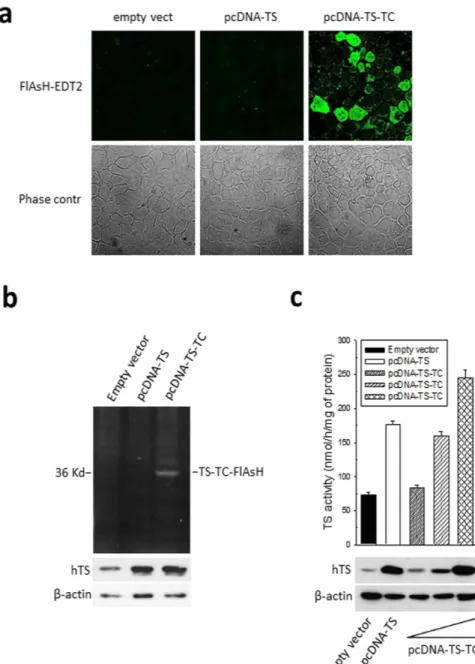 Figure 2.  Characterization of the tetracysteine hTS tag. (a) Confocal fluorescence microscopy images of 