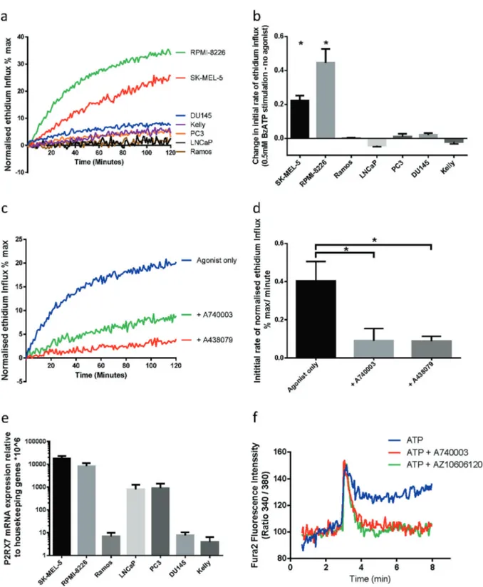 Fig. 1 P2X 7 mRNA is expressed in multiple cancer cell lines which do not show pore function