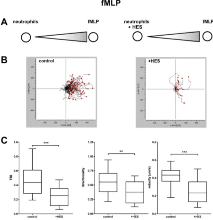 Figure 4. Migration of neutrophils not treated (control) or treated (+ HES) with Hydroxyethyl starch 