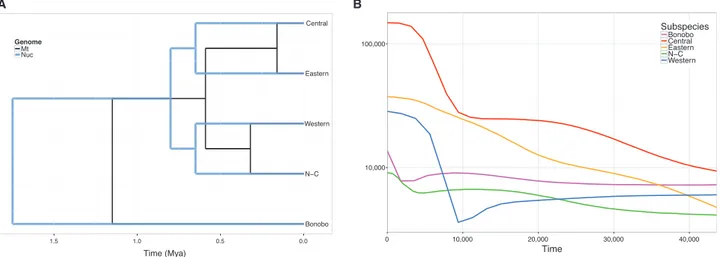 fig. 4B ) and we found that it poorly correlates with mitochon- mitochon-drial diversity (r = 0.33), being western chimpanzees the outlier group in this case.