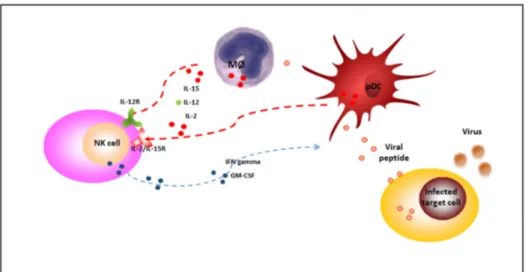 Figure 1. NK cells during viral infections. During viral infections, NK cells are activated by IL-2, IL-