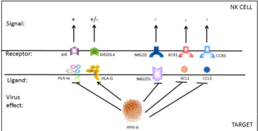 Figure 2. HHV-6 effect on NK cell receptor–ligand interaction. During HHV-6 infection, both NK cells  and infected target cells present a modified pattern of receptor–ligand expression, that affect NK cell  status
