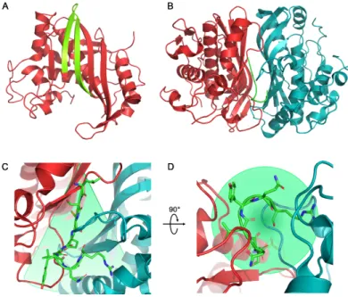 Figure 1.  (A) Monomer of hTS (in red cartoon, PDB: 3N5E) with, highlighted in green, the region  corresponding to the C20 peptide