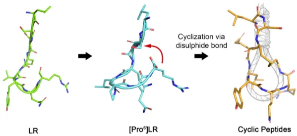 Figure 2. Design of cyclic peptides by introducing a disulfide bond based on the conformational  studies previously performed on the linear peptide LR, and its restrained proline derivatives  [Pro n ]LRs