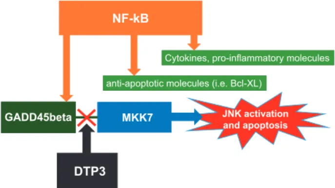 Figure 1 NF- κB downstream signalling and DTP3 action