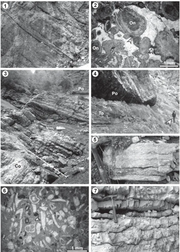 Fig. 7. Field photographs and thin section photomicrographs of lithostratigraphic units of the Črna voda section