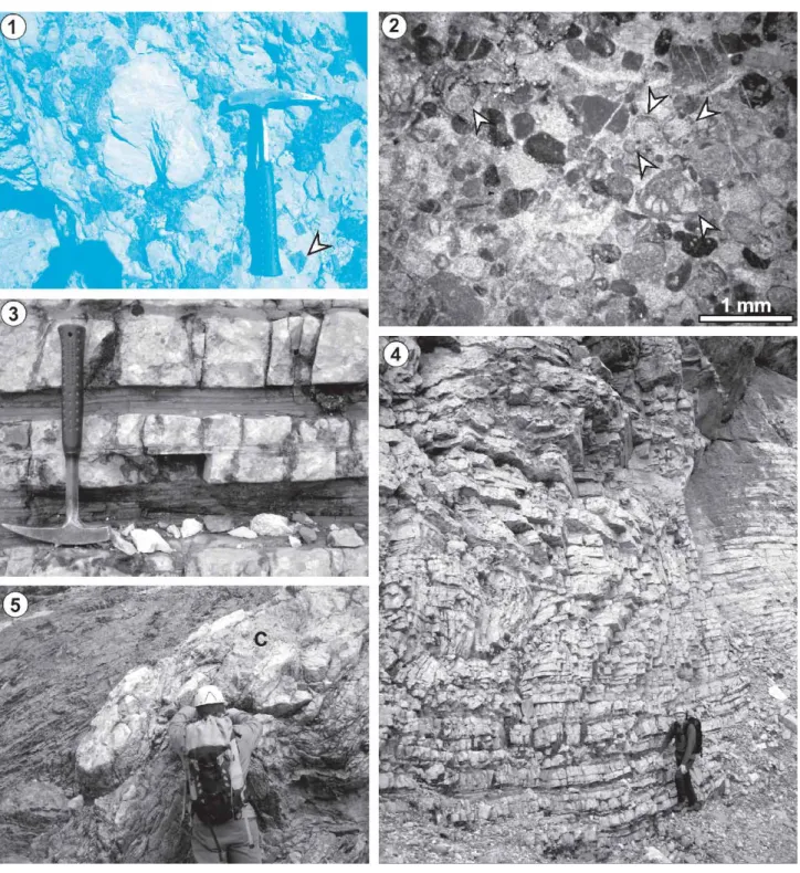Fig. 8. Field photographs and thin section photomicrographs of lithostratigraphic units of the Travnik section