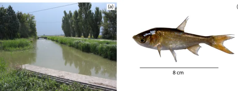 Fig 2. (a) the sampling location where all juvenile individuals were found and (b) one of the YOY bighead carp sampled during this study.