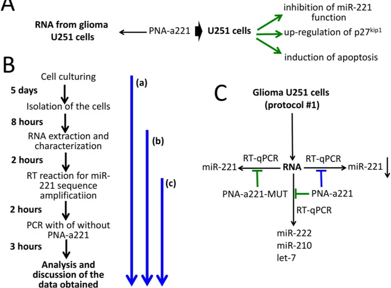 Fig 1. Biological effects of a PNA targeting miR-221-3p and outline of the practical laboratory program