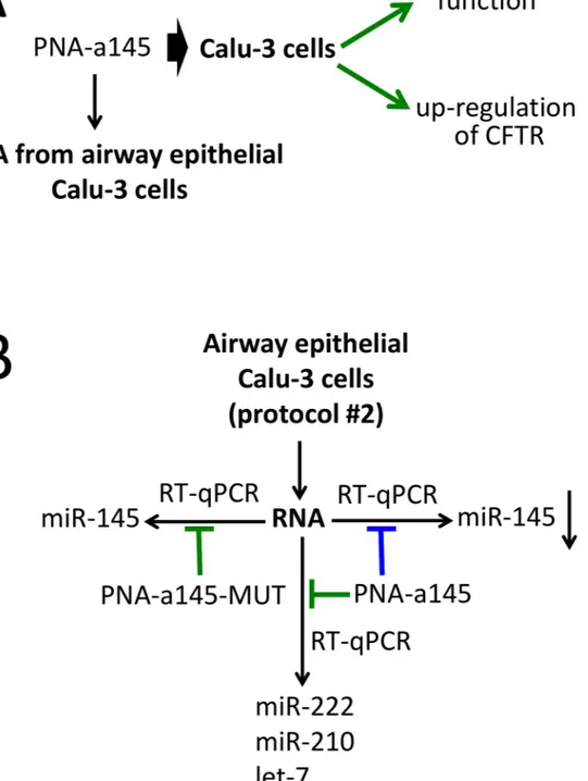 Fig 3. Biological effects of a PNA targeting miR-145-5p and outline of the practical laboratory program