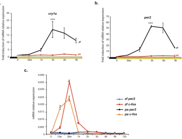 Figure 1.  Loss of light induced clock gene expression in P. andruzzii CF1 cells. qPCR analysis of cry1a (a) and 