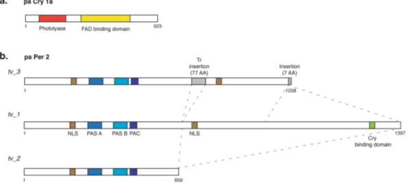 Figure 2.  Schematic representation of the predicted proteins encoded by the single pa cry1a and three pa per2 