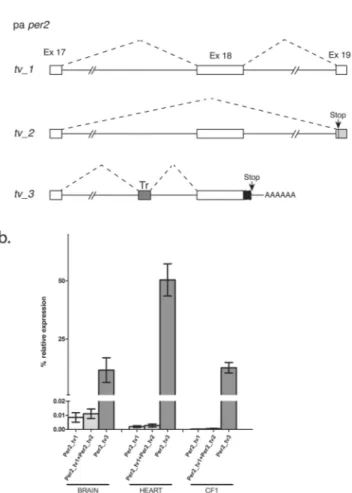 Figure 3.  Transcript variants of the P. andruzzii per2 gene. (a) Schematic representation of the portion of the 