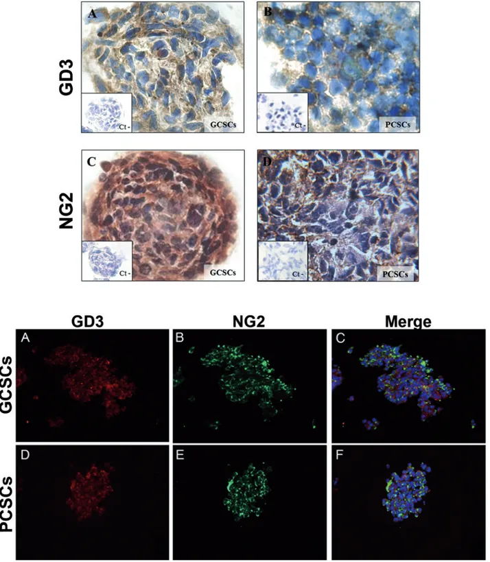 FIGURE 4. GD3 and NG2 expression in GCSCs and PCSCs evaluated by immunocytochemistry. Representative images of GCSCs and PCSCs derived from patient #40