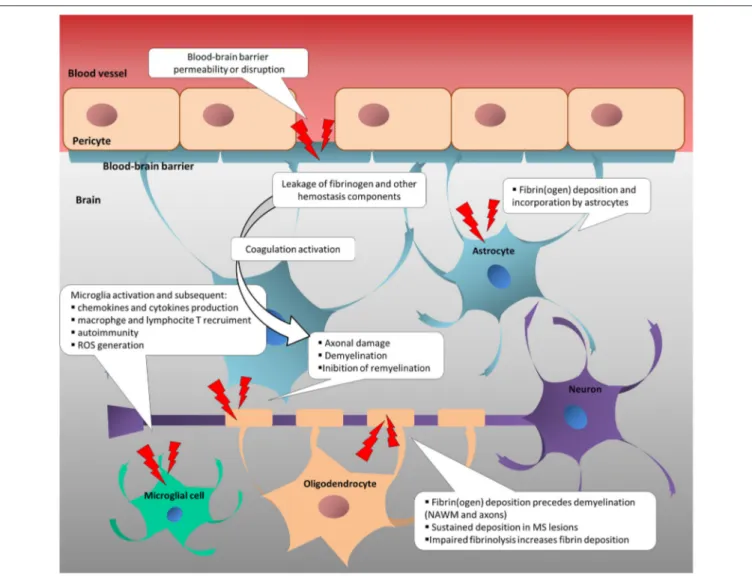 FIGURE 1 | Change in neurovascular interface is involved in inflammatory, immune and neurodegenerative responses in multiple sclerosis
