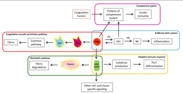 FIGURE 3 | The eclectic nature of Factor XII: the crossroad between coagulation, inflammation, and immunity