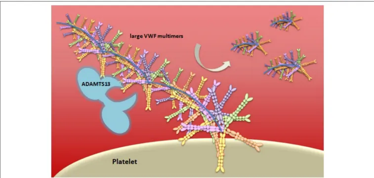 FIGURE 4 | Schematic representation of vWF multimer size regulation by ADAMTS13. von Willebrand Factor (vWF) is stored in the Weibel-Palade bodies of endothelial cells or in the α-granules of platelets and it is released in an ultra-large form, a long mult