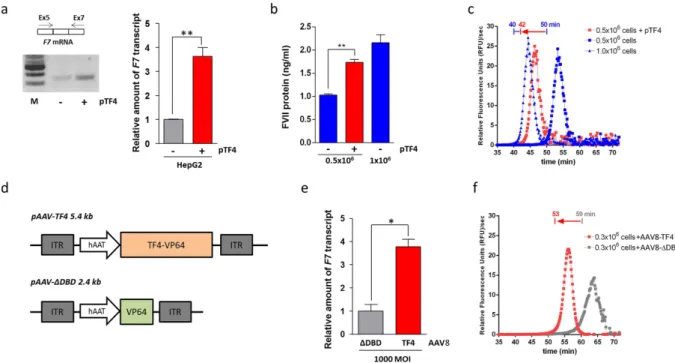 Figure 2.  TF4 trans-activation activity on the F7 gene in human hepatoma HepG2 cells and in human  hepatocyte Hep10 cells