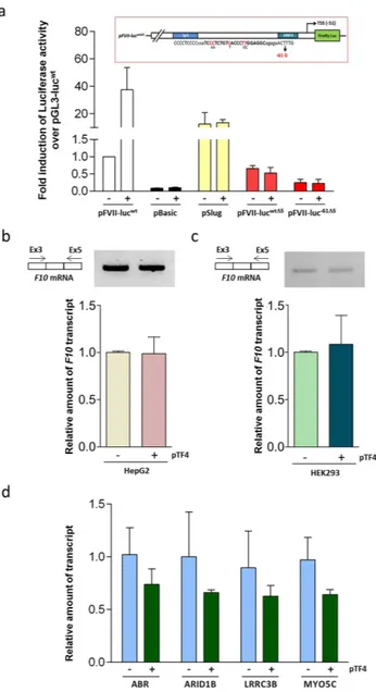 Figure 4.  Evaluation of TF4 specificity and off-targets. (a) Trans-activation effects of pTF4 on the expression 