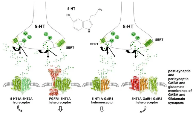 Figure  1.  Illustration  of  how  serotonin  volume  transmission  can  reach  the  5-HT1A–FGFR1, 