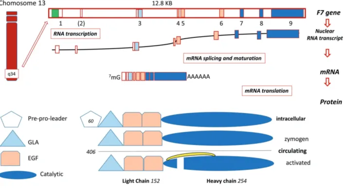 Figure 2. Schematic diagram of the F7 gene and factor VII protein expression. Upper part: Exons are numbered (1-9) and colored in accordance with the encoded protein domains (lower part)