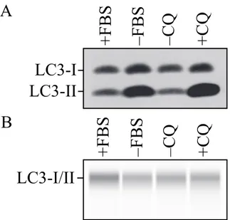 Figure  9. Detection  of  nonlipidated  (LC3-I)  and  lipidated  (LC3-II)  forms  of  the  LC3  protein  using  (A)  traditional  SDS-PAGE  and  western  blotting  or  (B)  the  WES  System  (WES  -  Automated  Western  Blots  with  Simple  Western;  Prote