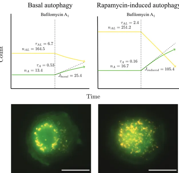 Figure 10. Measuring autophagic flux and pool size of pathway intermediates at the single-cell level: autophagosome, autolysosome and lysosome pool size and flux  data, characterizing MEF cells with a basal flux of 25 autophagosomes/h/cell, which increases