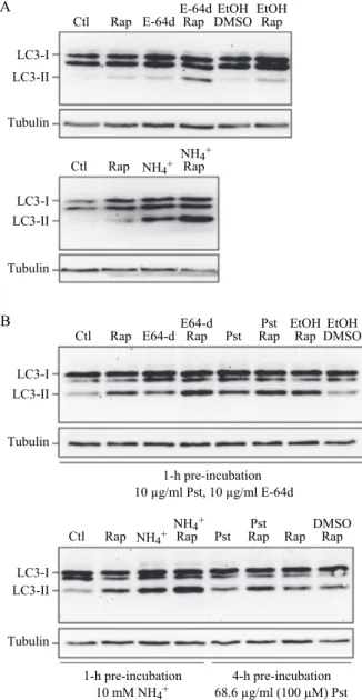 Figure  11. Effect  of  different  inhibitors  on  LC3-II  accumulation.  SH-SY5Y  human  neuroblastoma  cells  were  plated  and  allowed  to  adhere  for  a  minimum  of  24  h,  then treated in fresh medium
